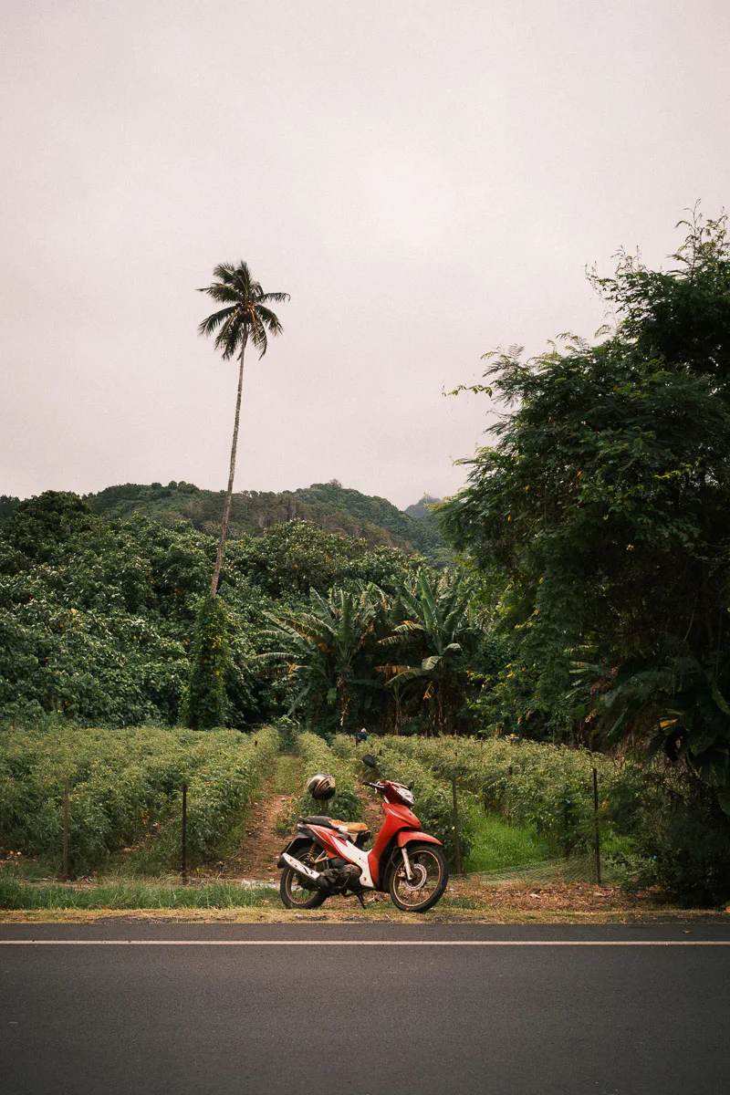 Red scooter parked on the roadside in front of a lone palm tree and jungle interior, Rarotonga, Cook Islands